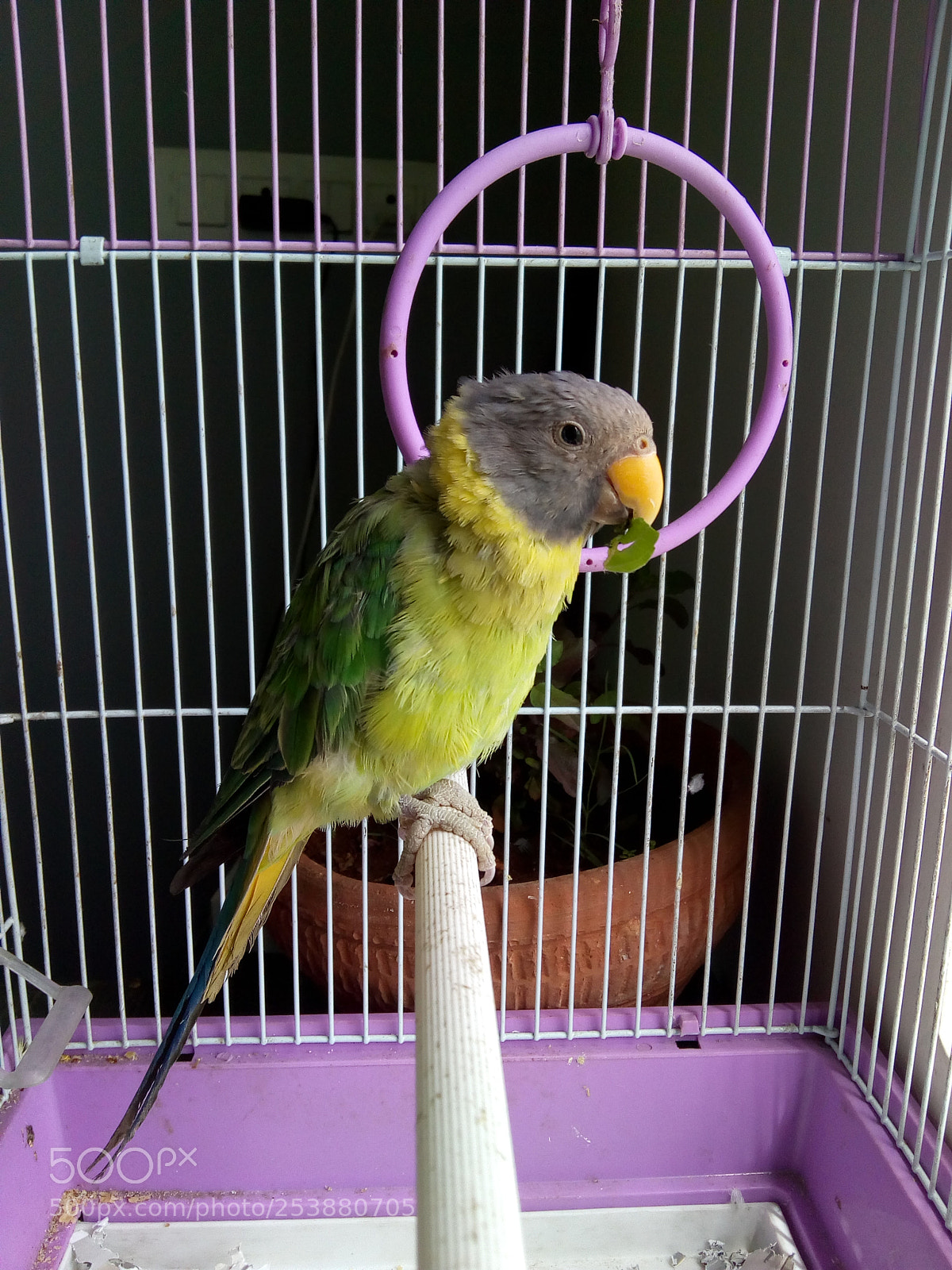Motorola Moto E4 sample photo. Lucky parrot photography