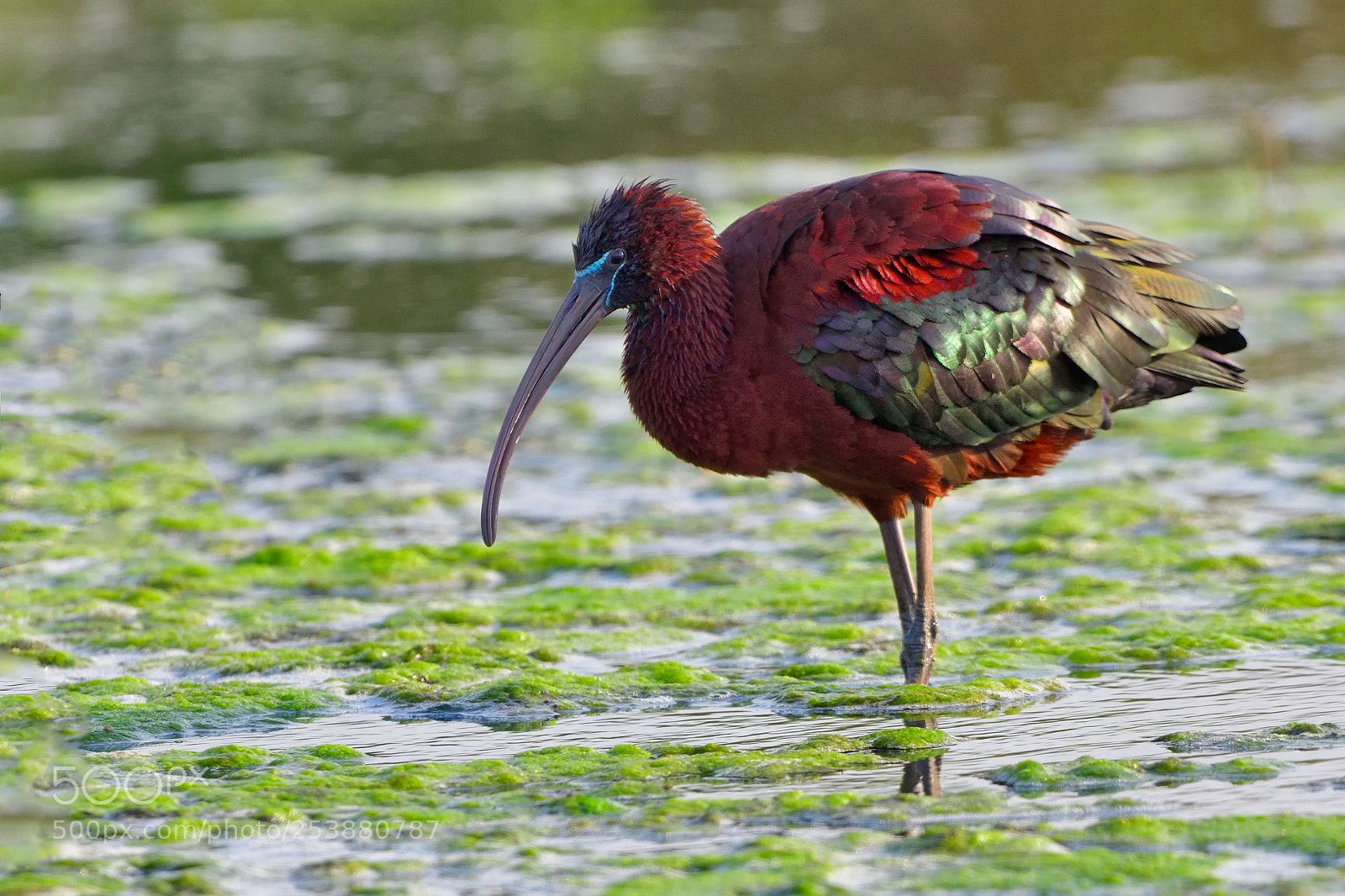 Nikon D850 sample photo. Glossy ibis / plegadis falcinellus photography