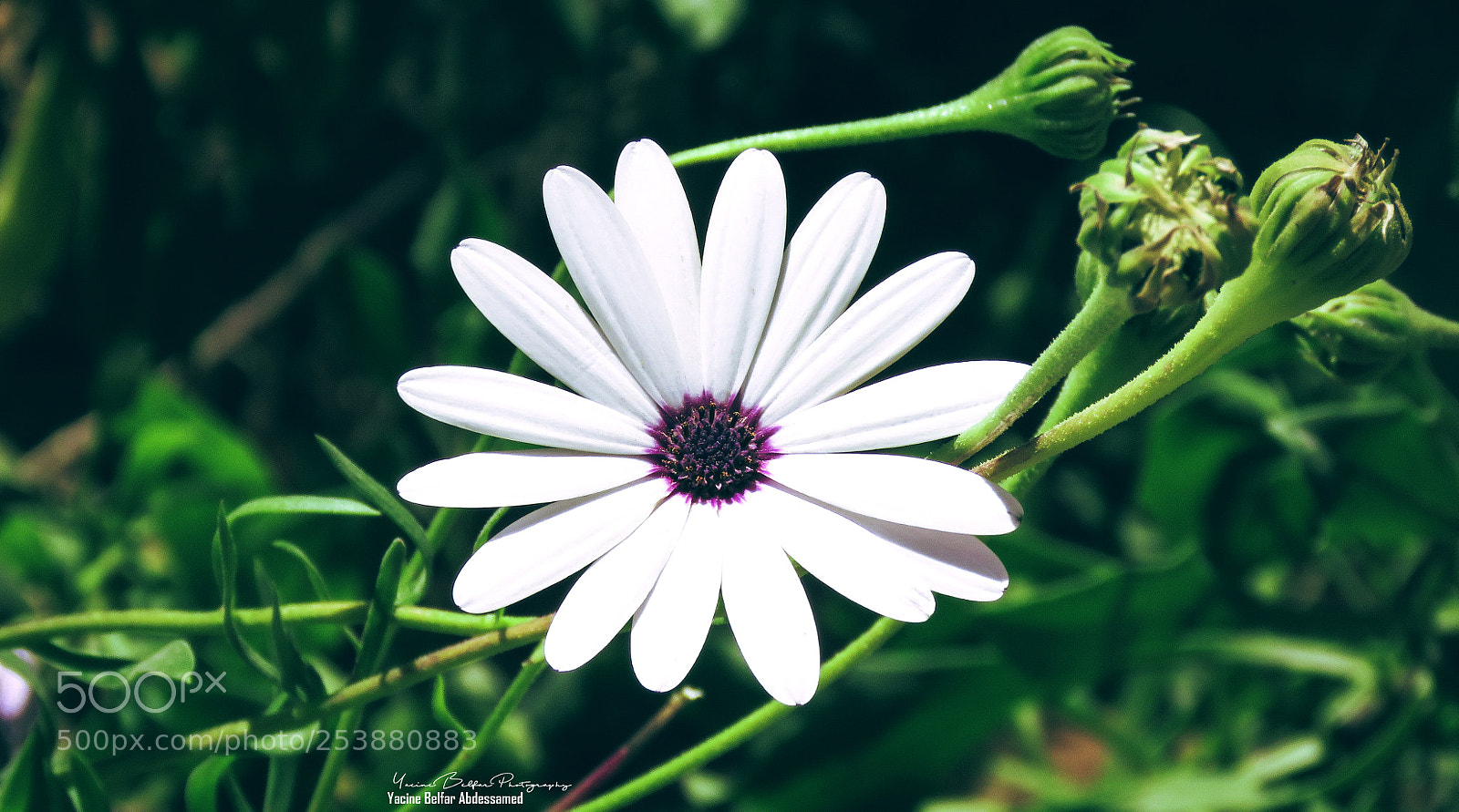 Canon PowerShot SX60 HS sample photo. Osteospermum photography
