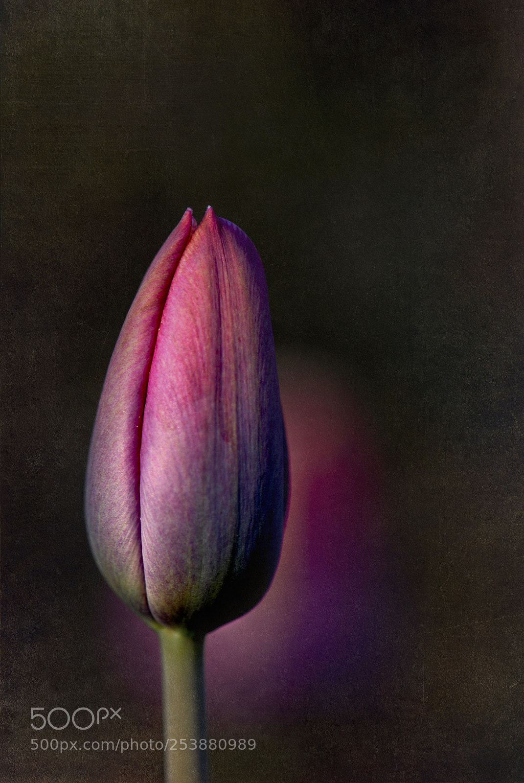 Nikon D80 sample photo. Tulip bud photography