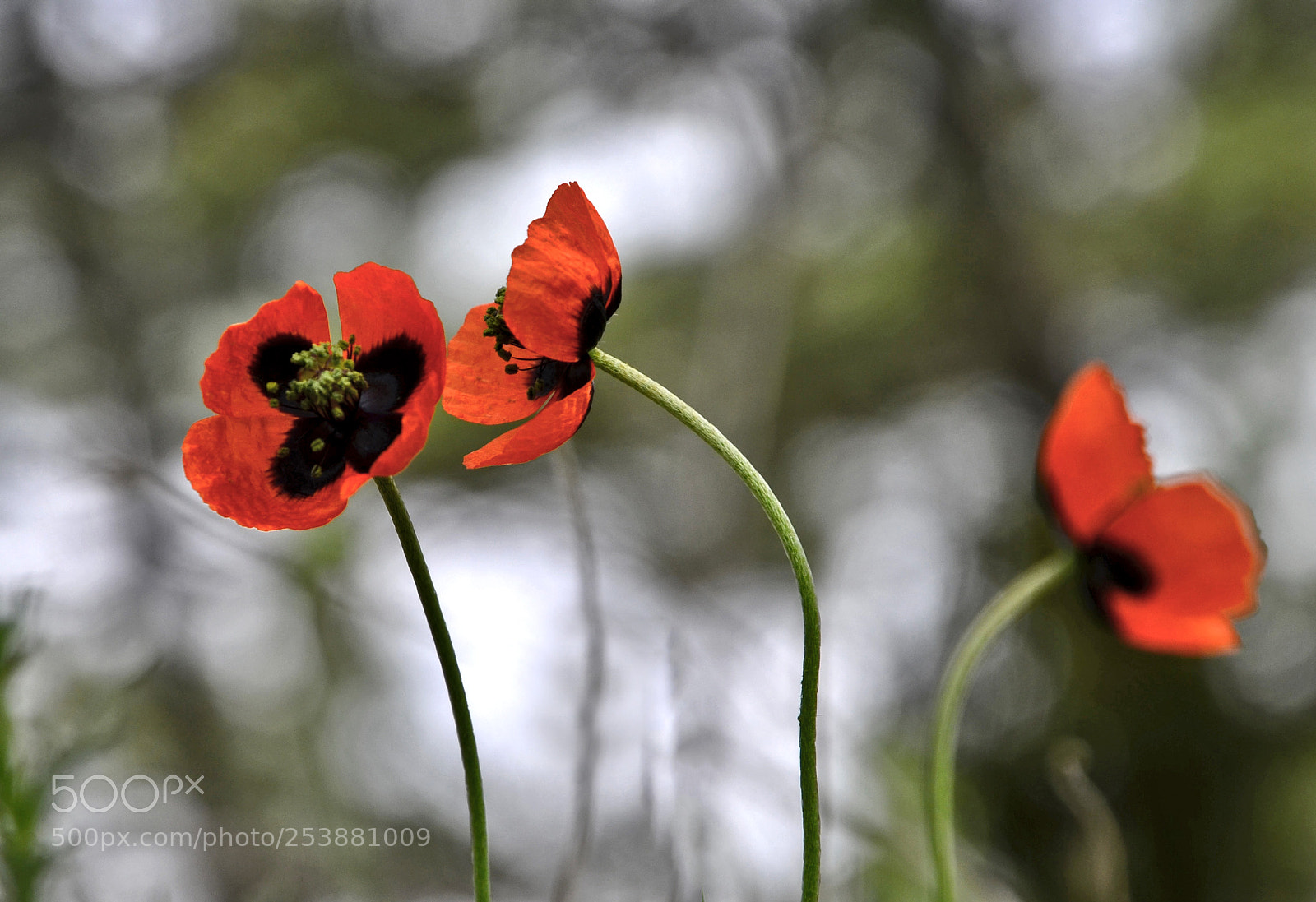 Nikon D7000 sample photo. Poppies photography