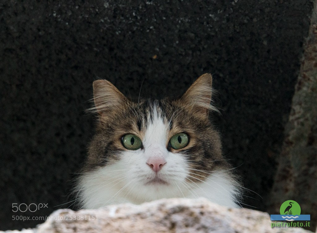 Canon EOS 70D sample photo. Cat portrait photography