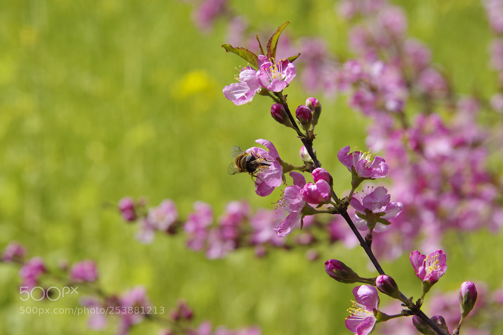 Pentax K-70 sample photo. Untitled photography