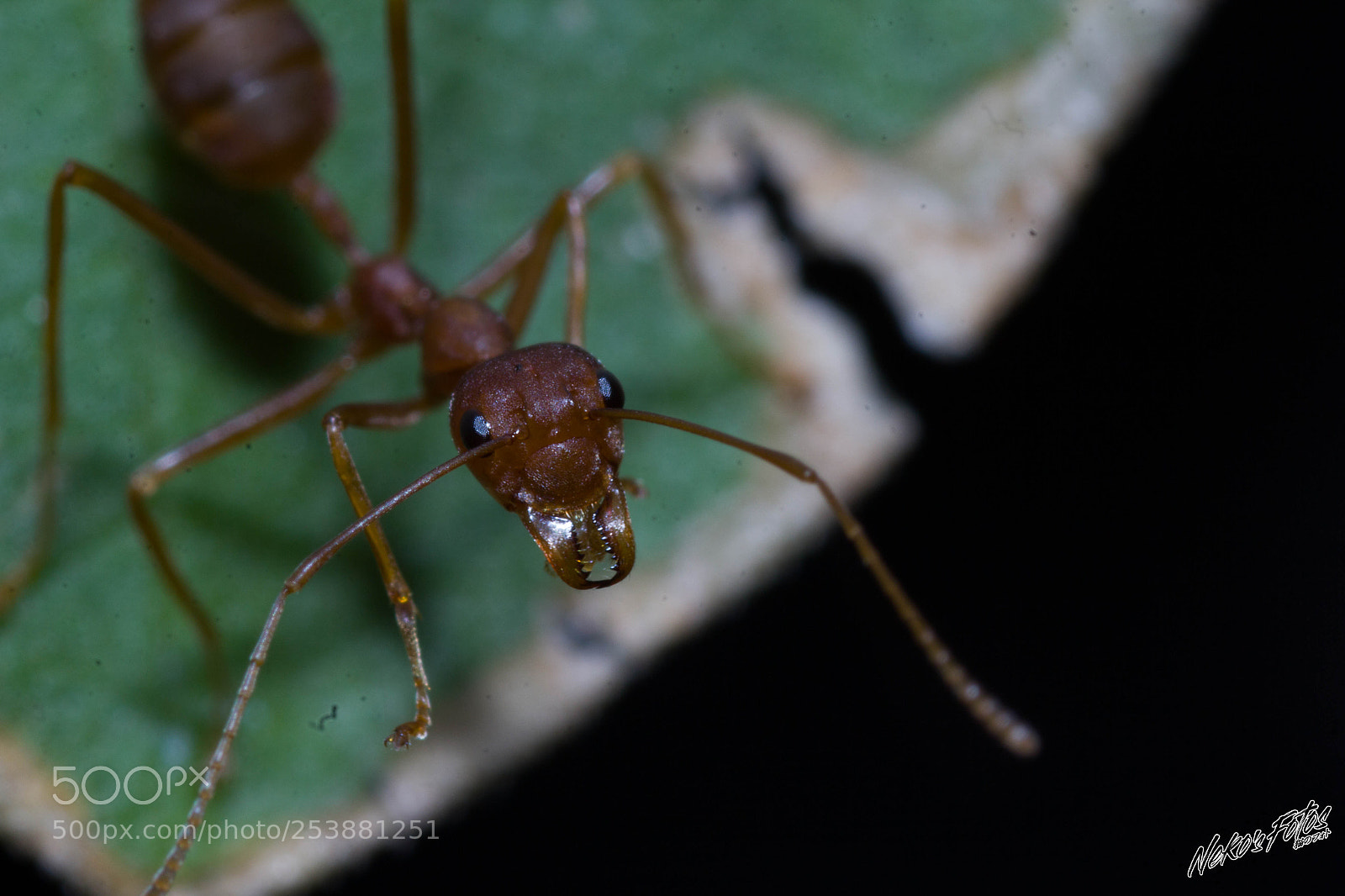 Canon EOS 60D sample photo. Buggy07: staring photography
