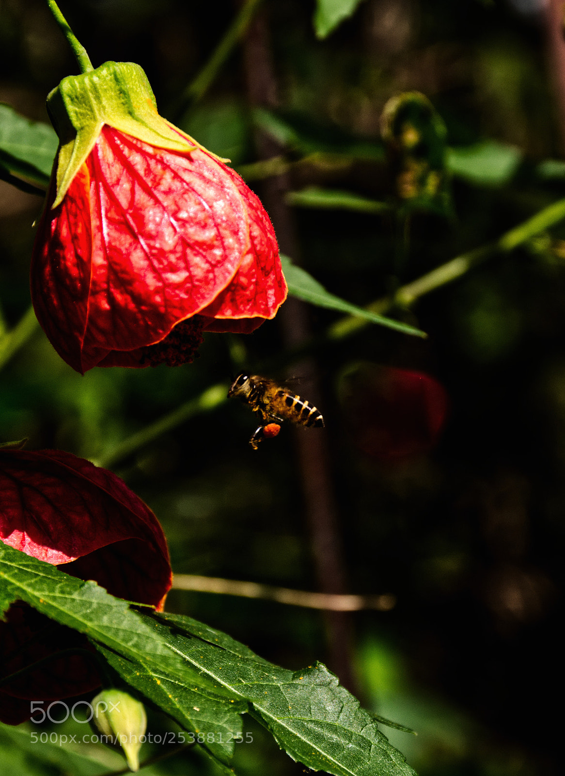 Nikon D7200 sample photo. Bee at queen sirikit photography
