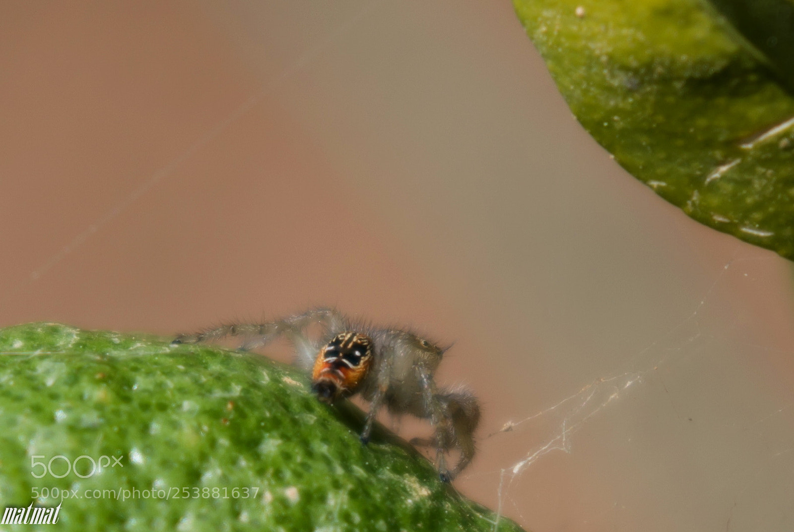 Pentax K-S2 sample photo. Spider baby photography