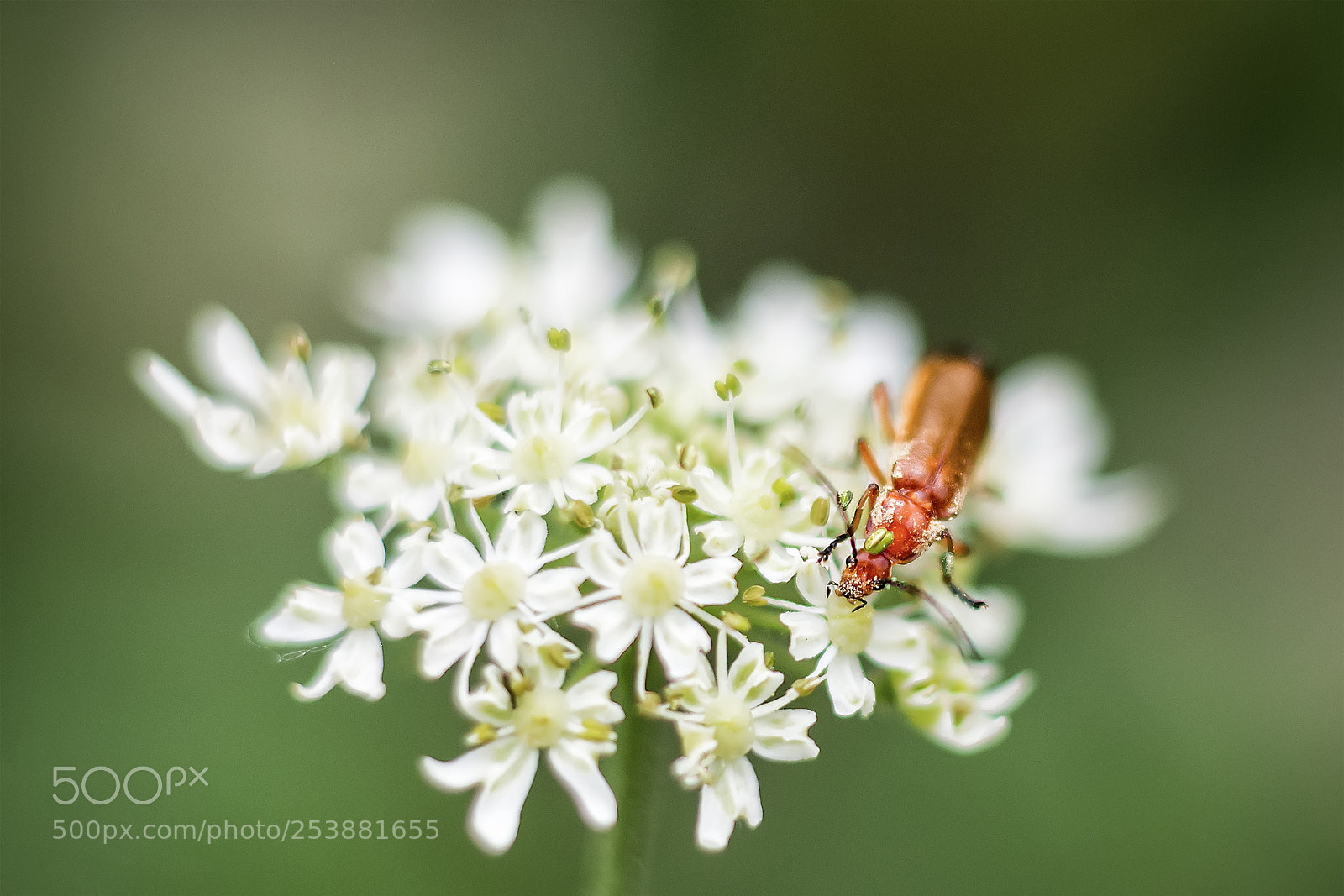 Nikon D5200 sample photo. Flower #82 photography