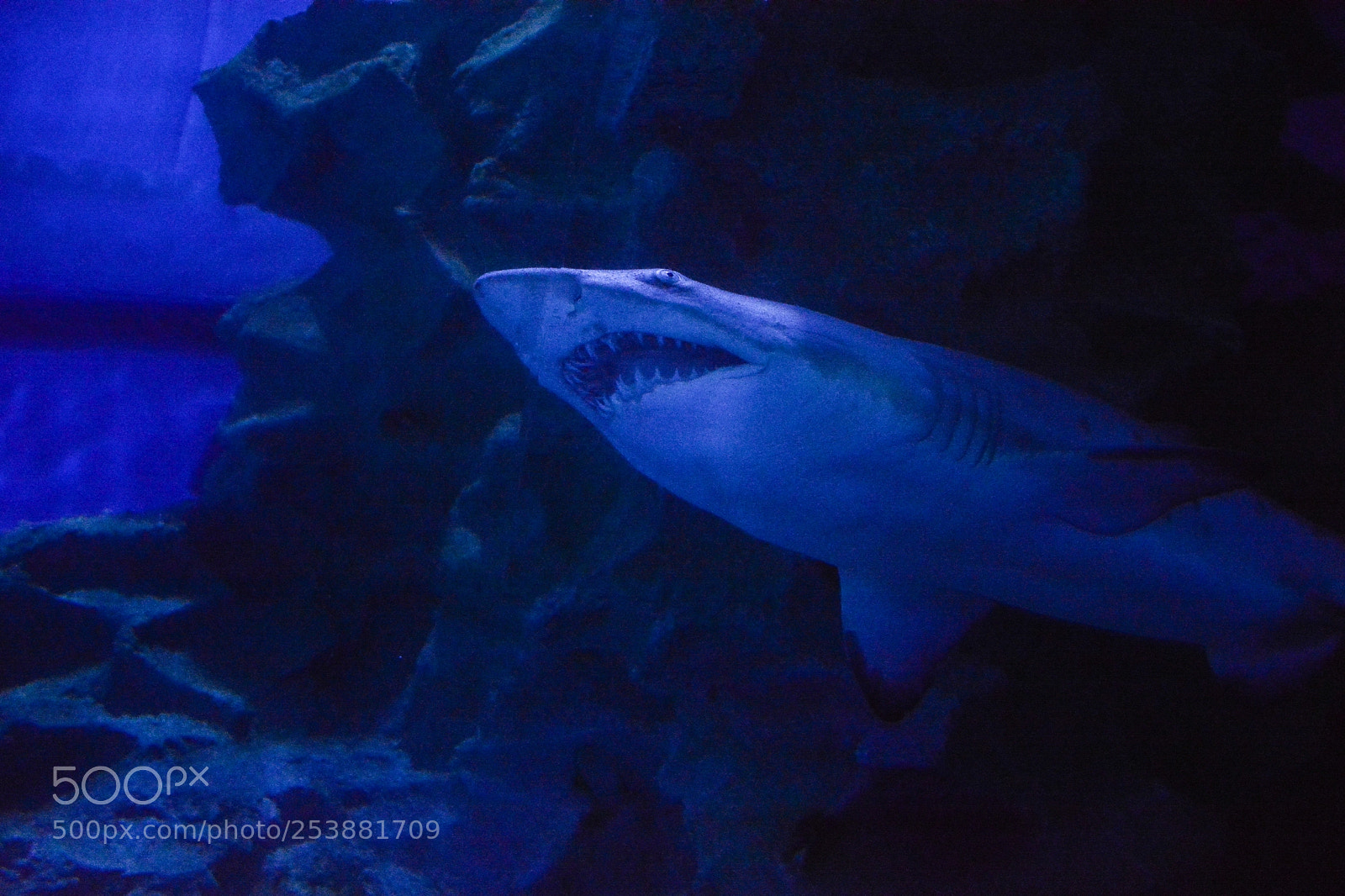 Nikon D7100 sample photo. Shark photography