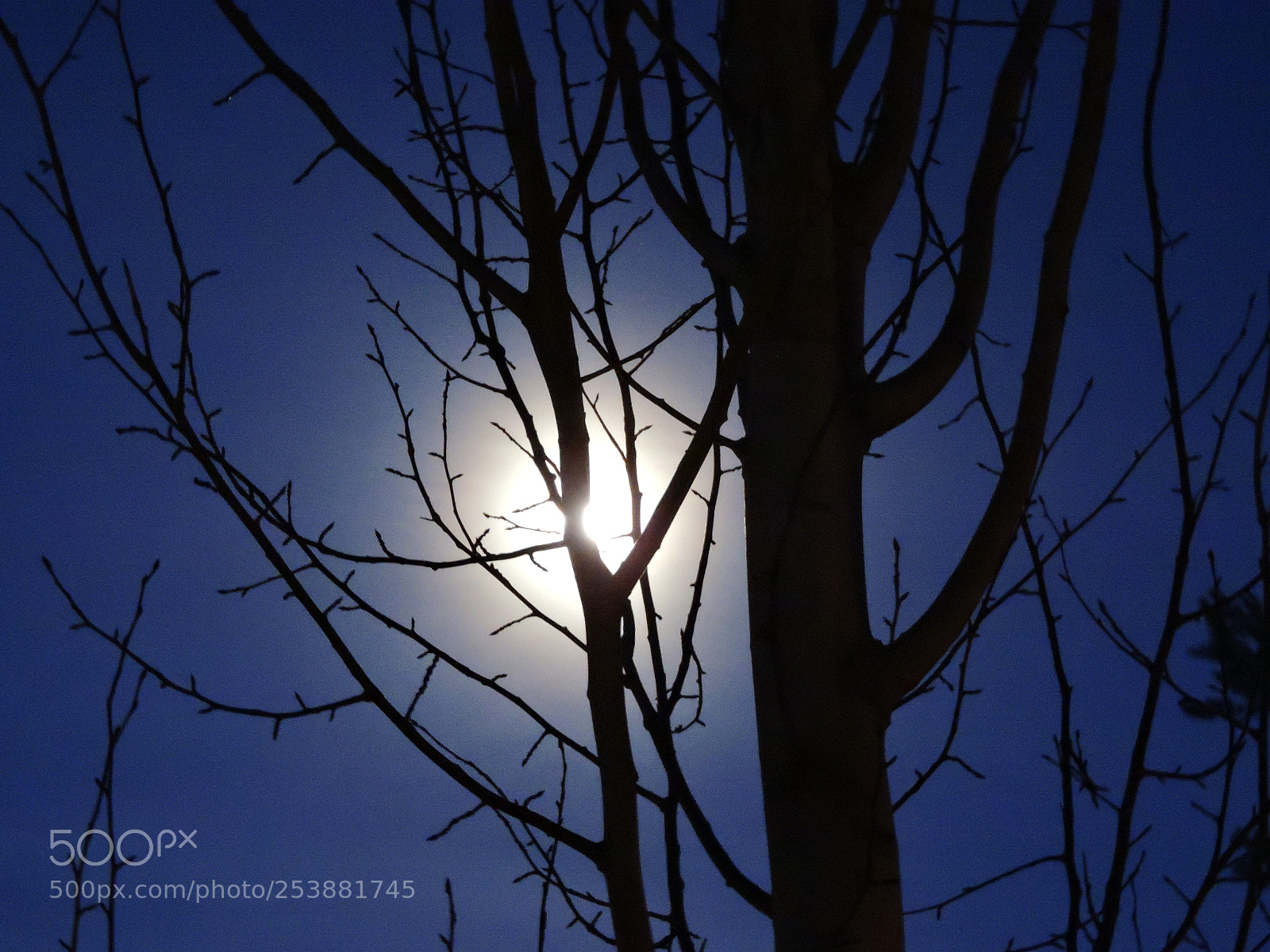 Nikon Coolpix P600 sample photo. Spring moonshine photography