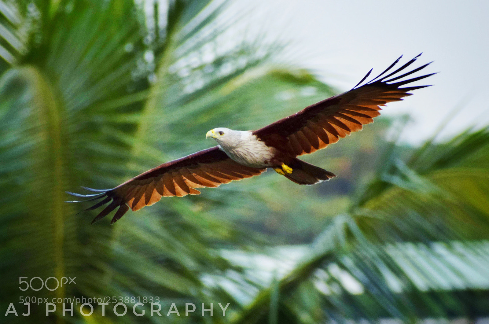 Nikon D5300 sample photo. Be like an eagle photography