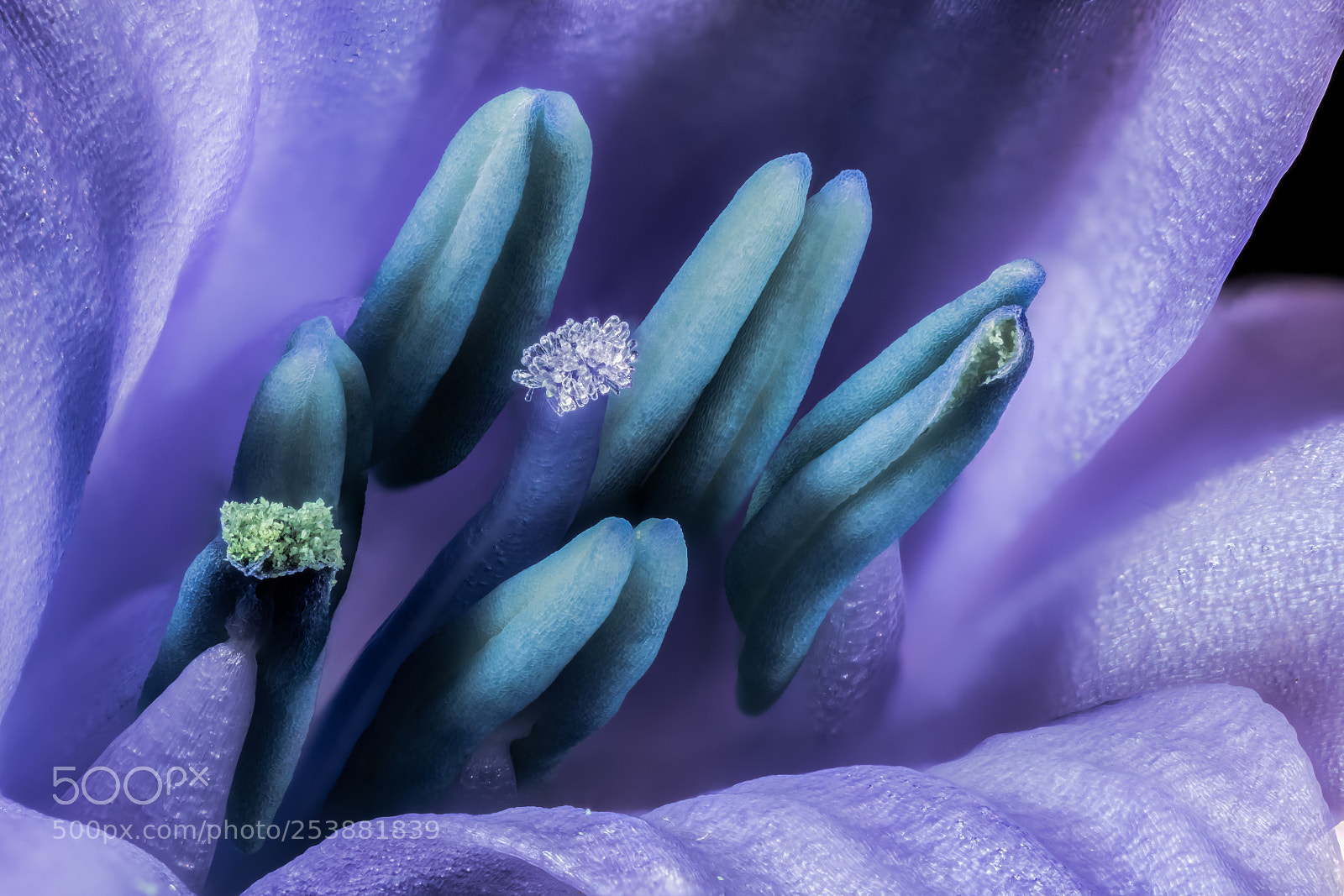 Canon EOS 5DS R sample photo. Hyacinthoides non-scripta photography
