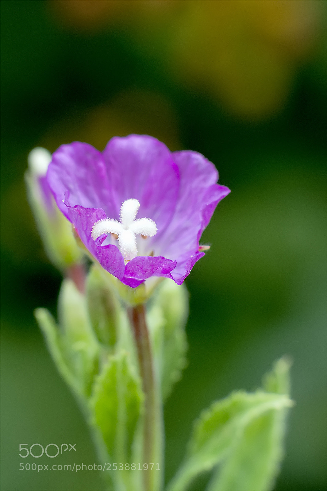Nikon D5200 sample photo. Flower #83 photography