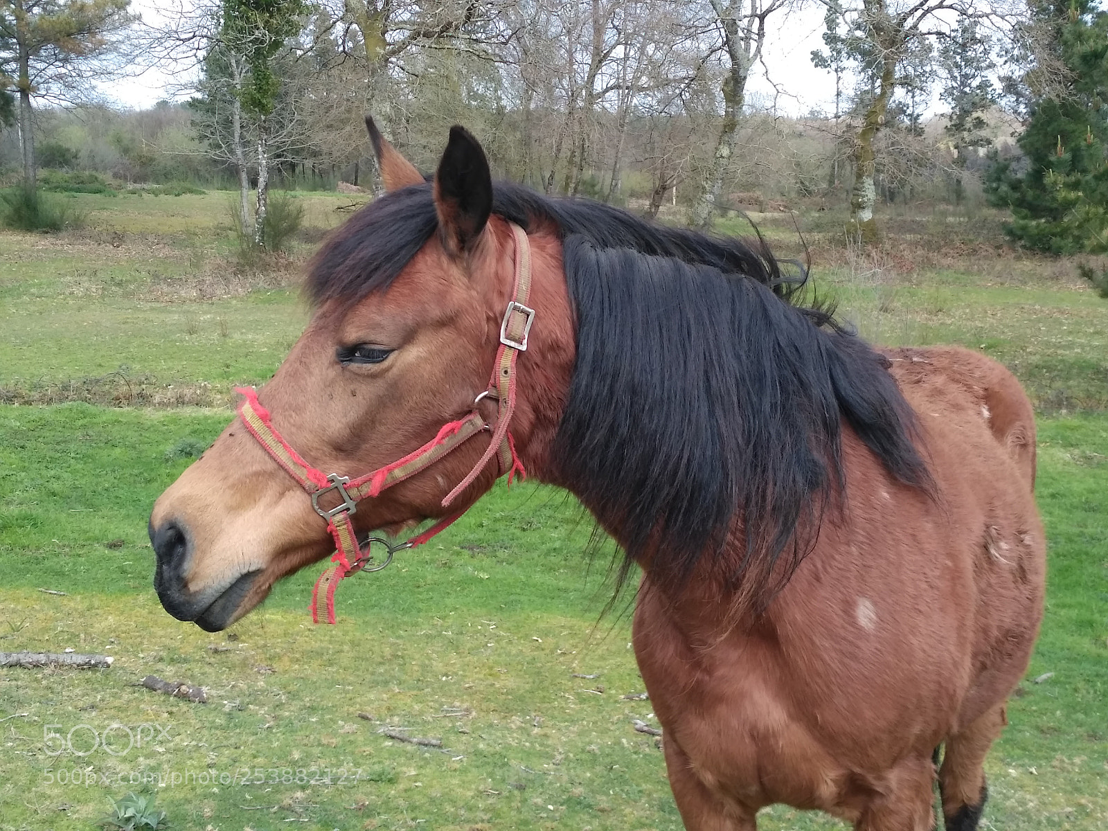 Xiaomi Redmi 3S sample photo. Horse free photography