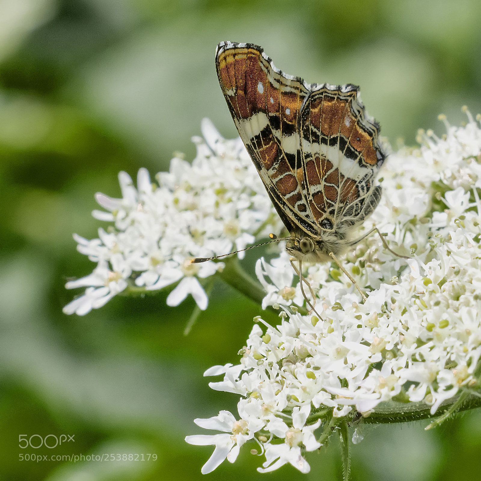 Nikon D5200 sample photo. Butterfly #11 photography
