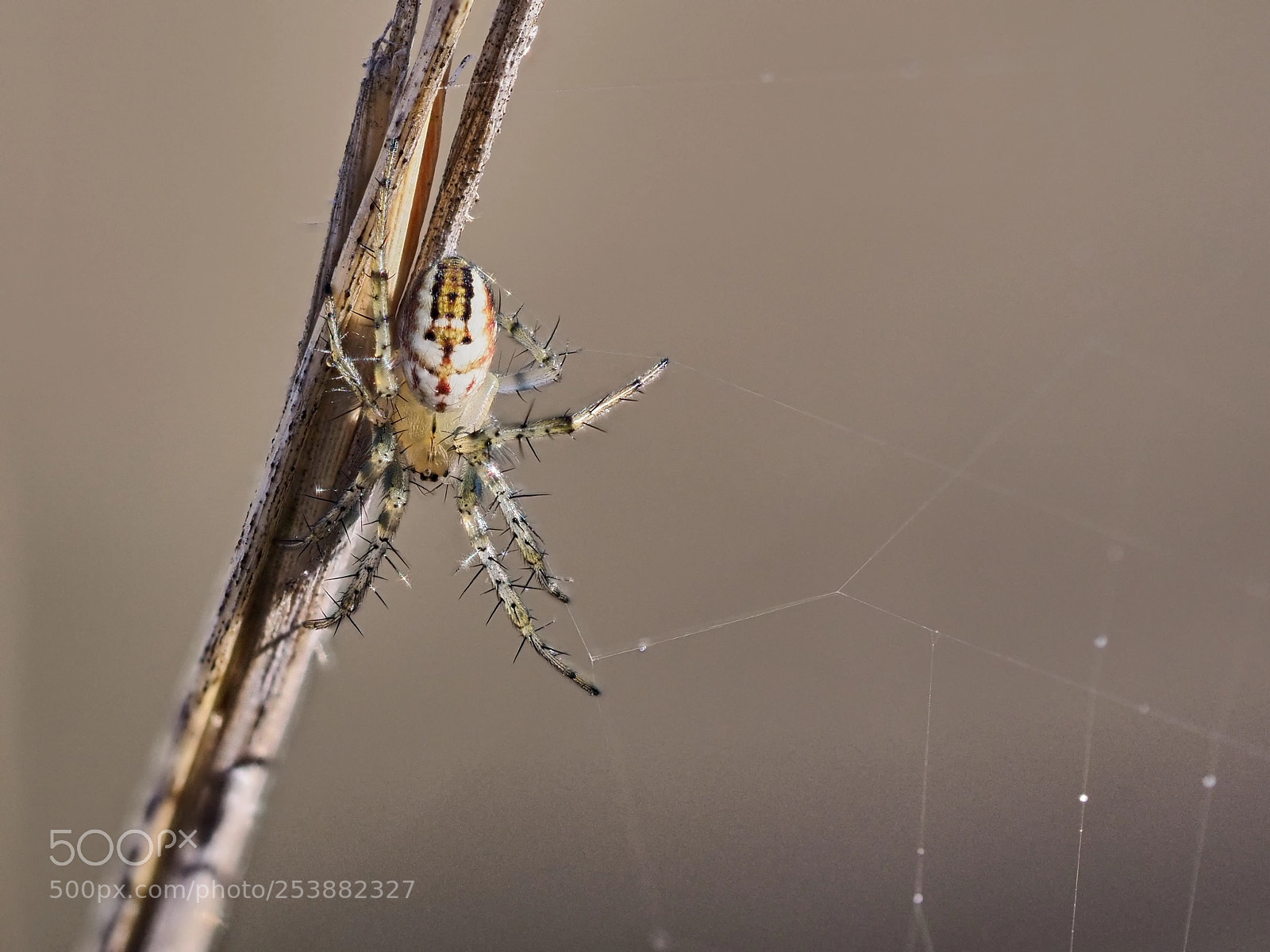 Olympus OM-D E-M1 Mark II sample photo. Spider photography