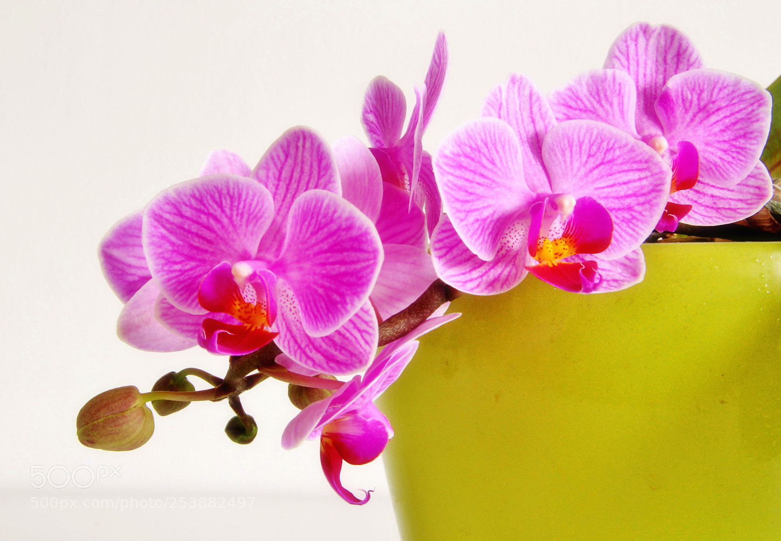 Canon EOS 60D sample photo. Orchids photography