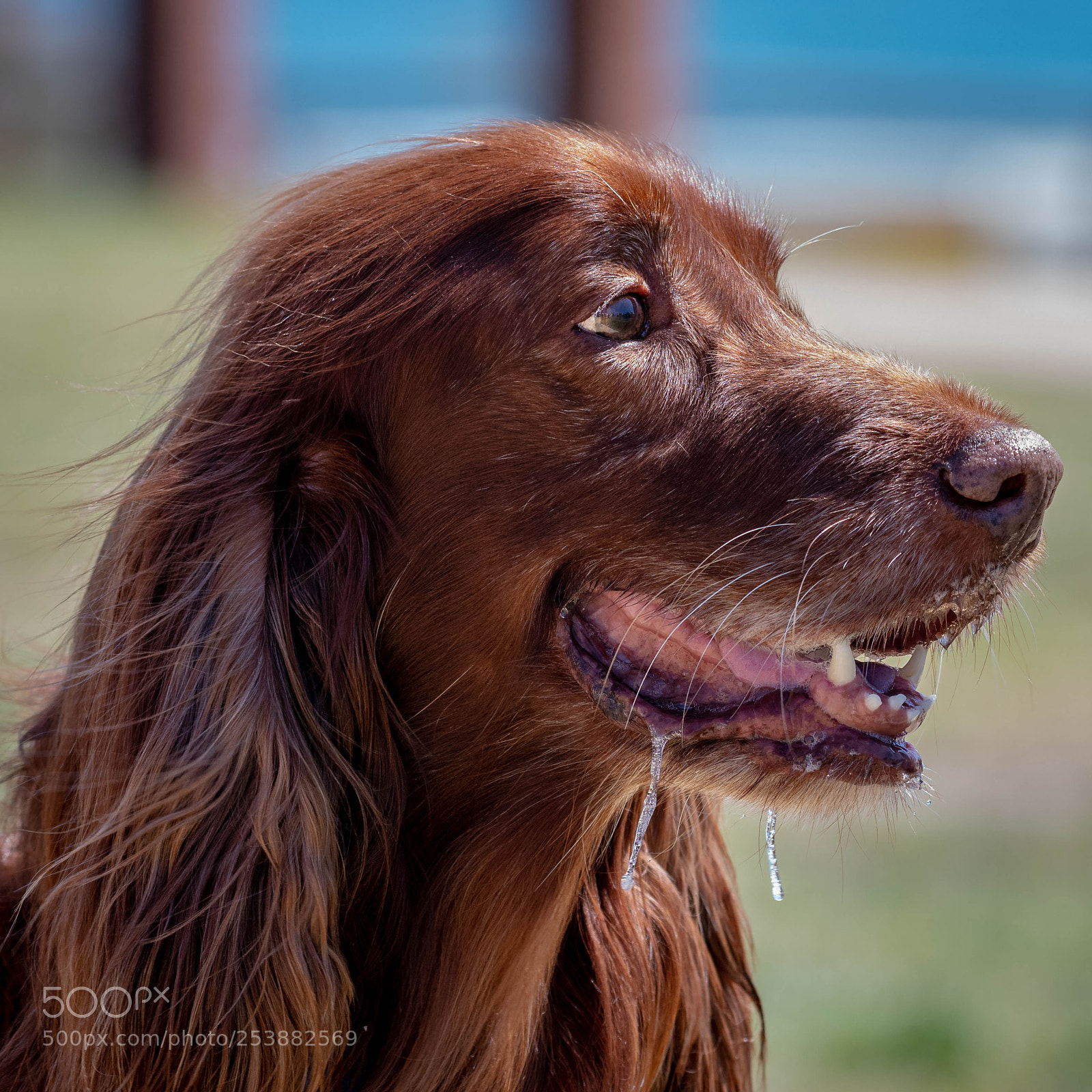 Nikon D500 sample photo. Nice long hair photography