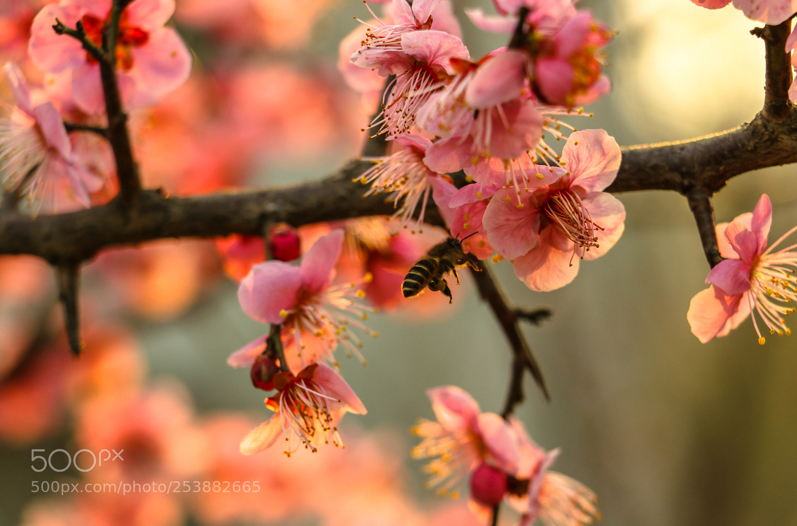 Canon EOS 80D sample photo. Img_0055-2.jpg photography