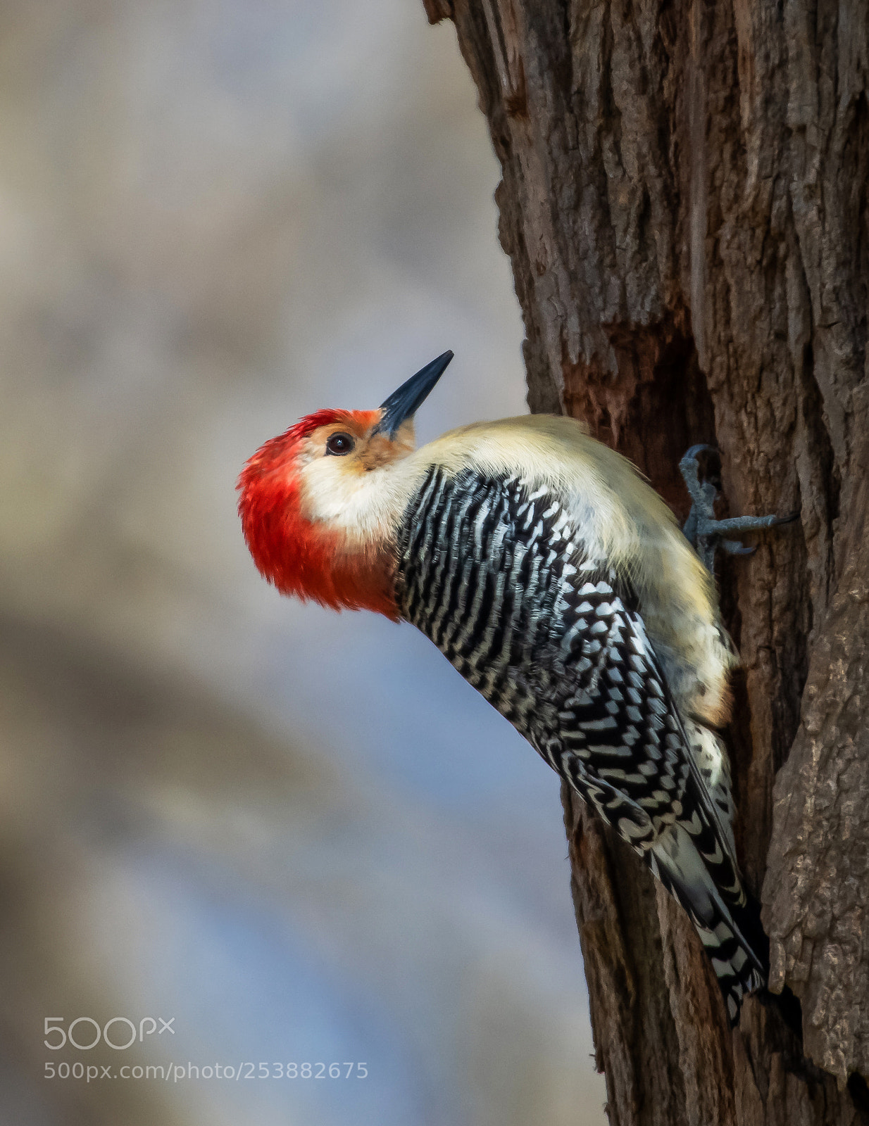 Nikon D850 sample photo. Red bellied woodpecker photography