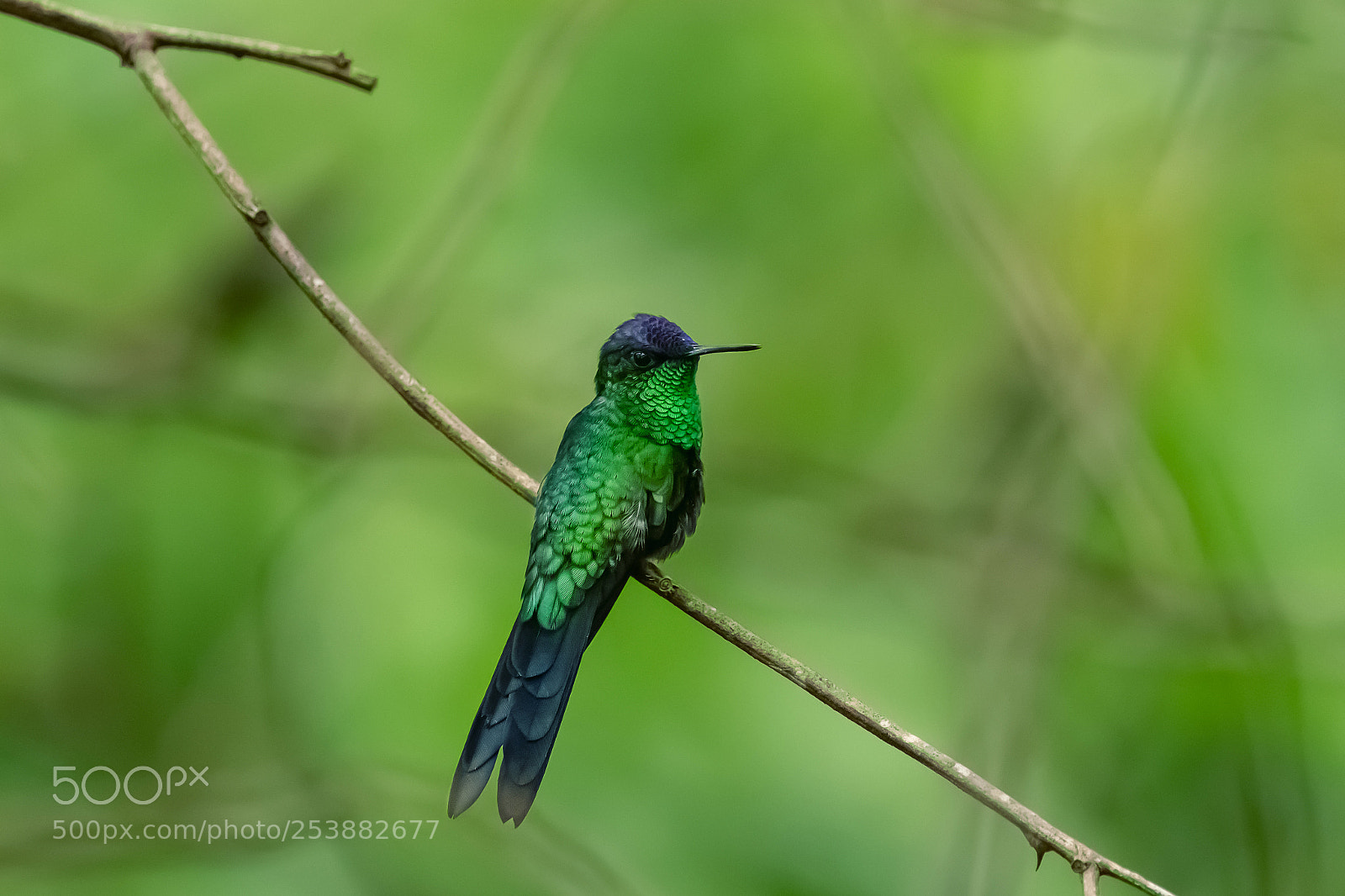 Nikon D7200 sample photo. Violet-capped woodnymph (tharulania glaucopis) photography