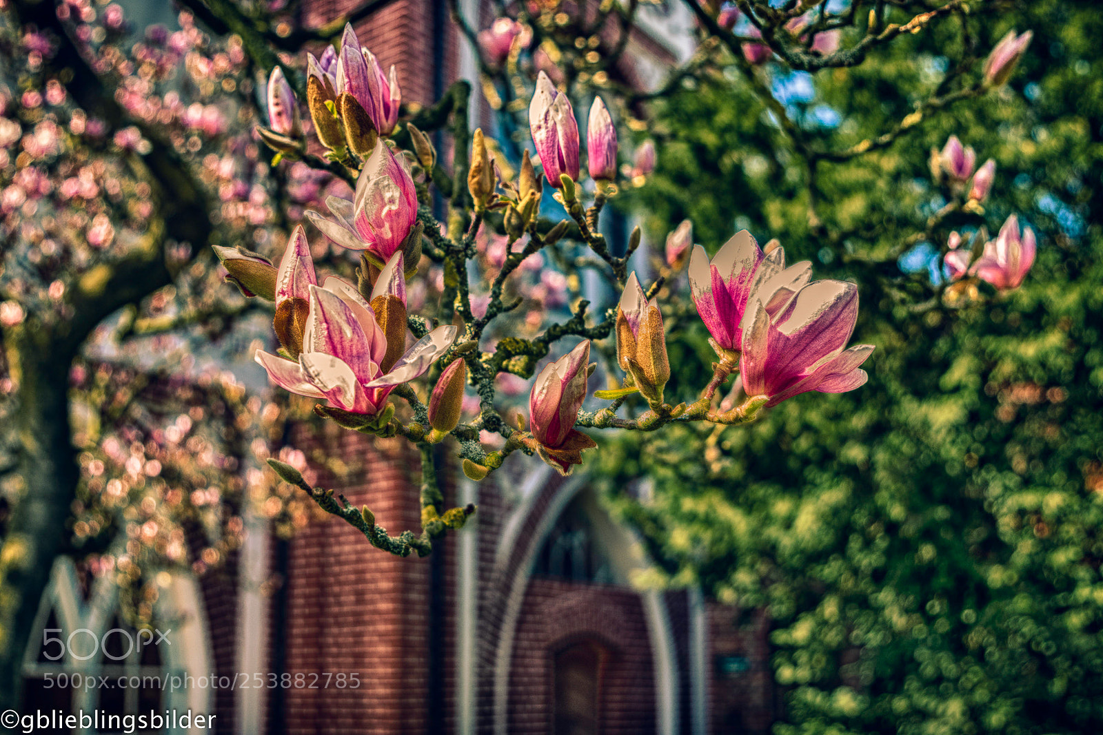 Pentax K-70 sample photo. Lieblingsblume magnolie photography