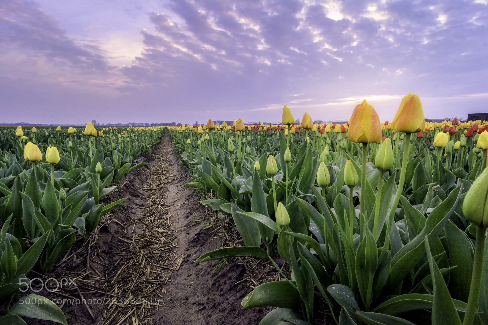 Nikon D7100 sample photo. Blooming start photography
