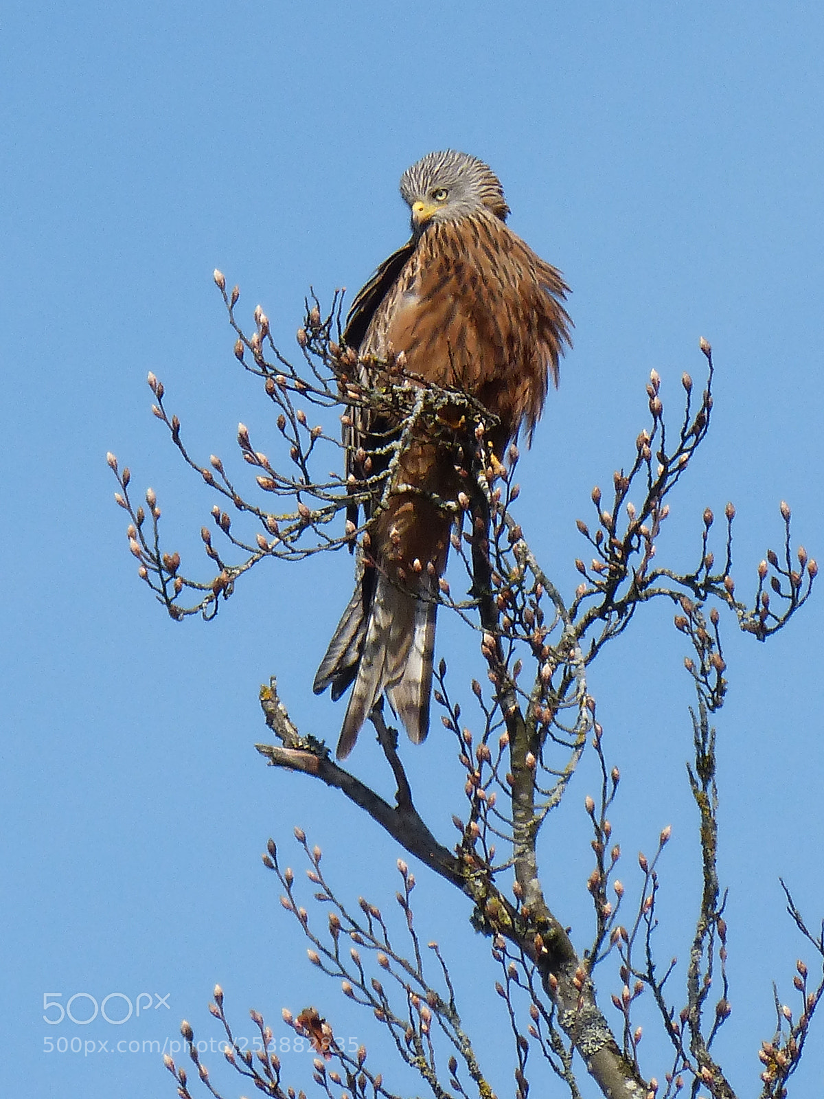 Panasonic DMC-FZ62 sample photo. Bird of prey photography