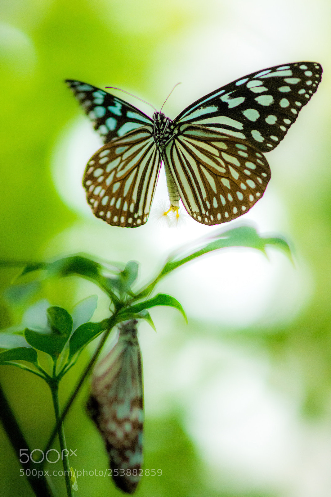 Nikon D7200 sample photo. Queen of butterfly photography