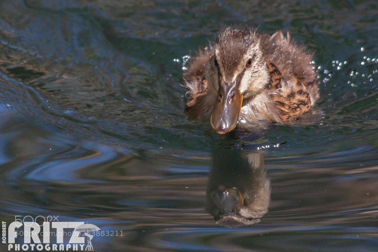 Canon EOS 50D sample photo. Stockenten-k ken im schlosspark photography