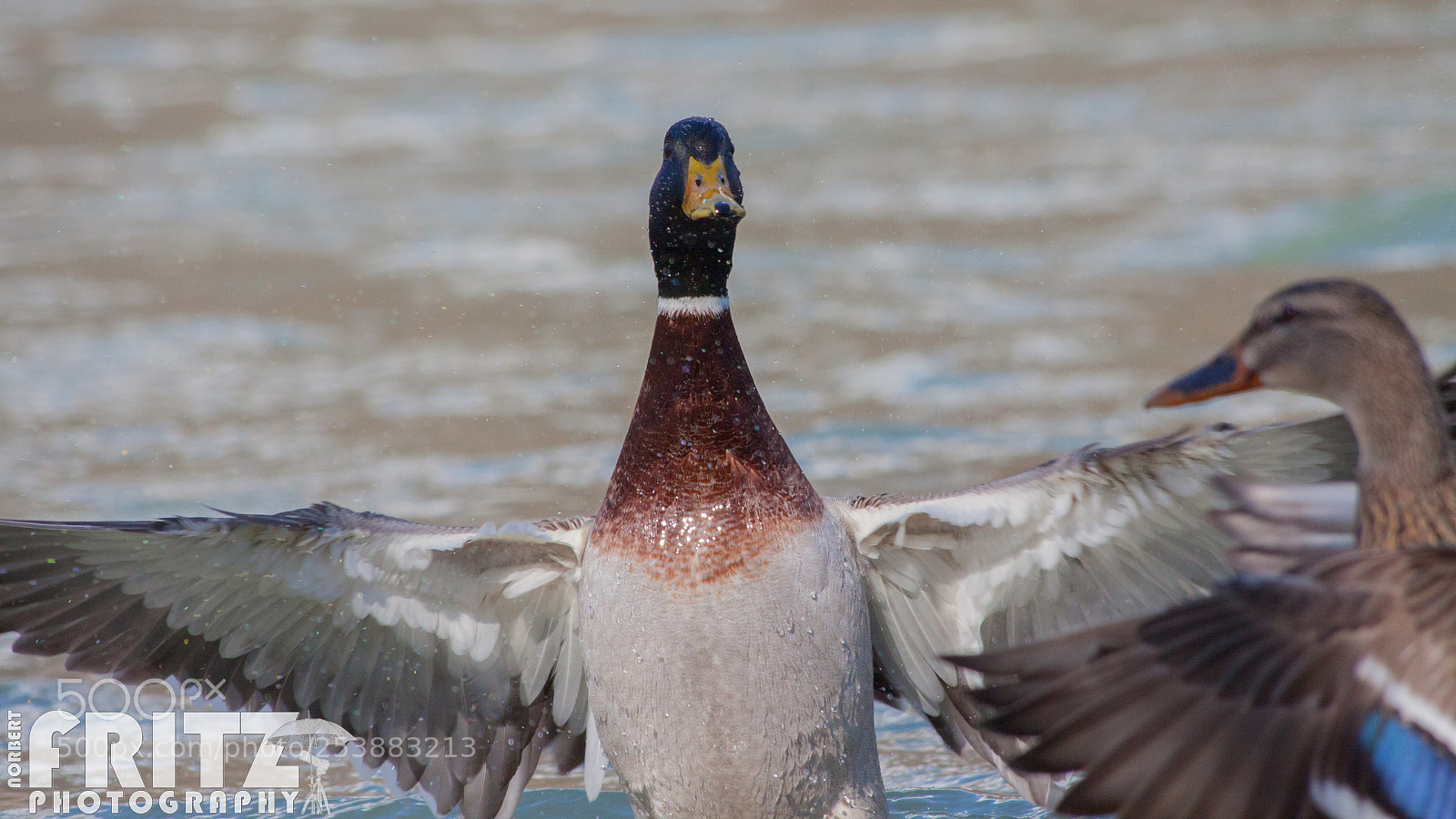 Canon EOS 50D sample photo. Stockente am inn photography