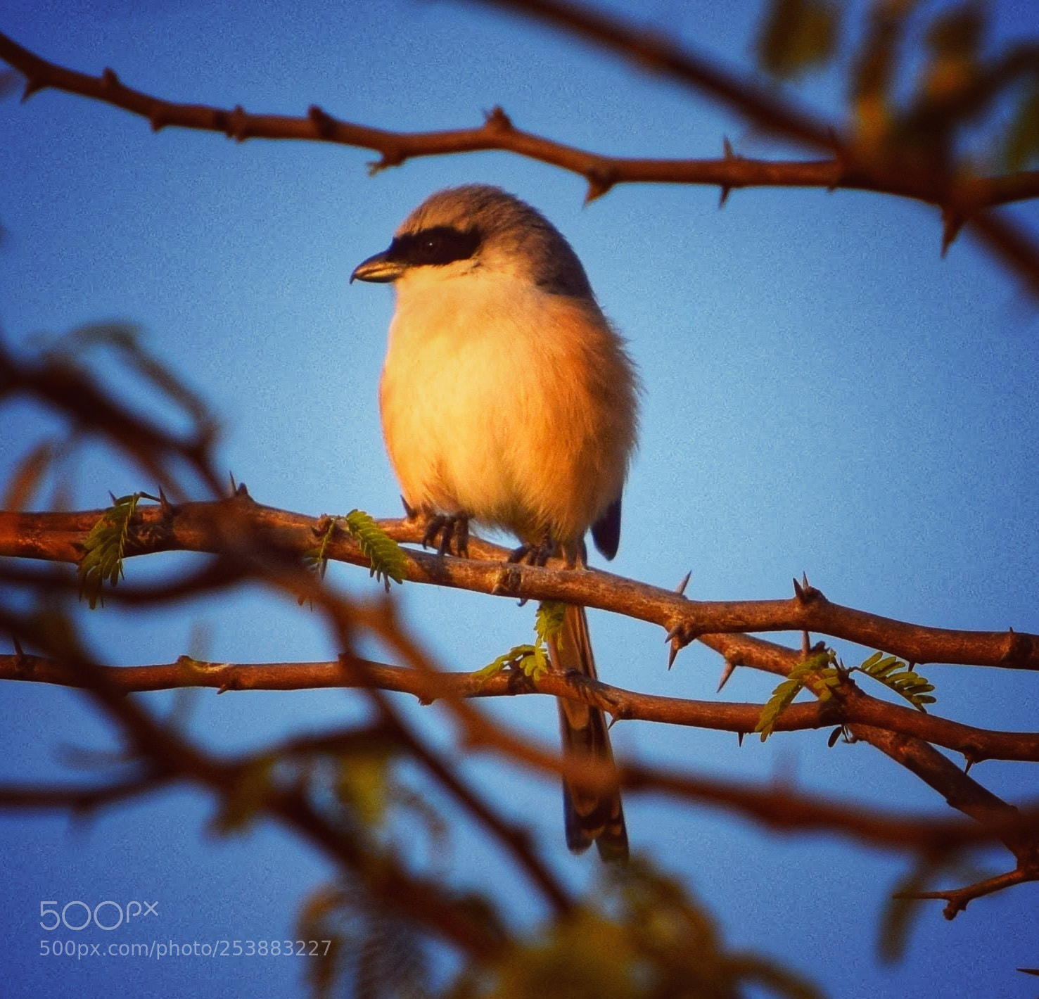 Nikon D3300 sample photo. Great grey shrike photography