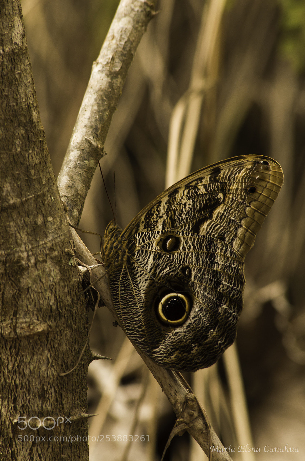 Nikon D5100 sample photo. Buho butterfly photography