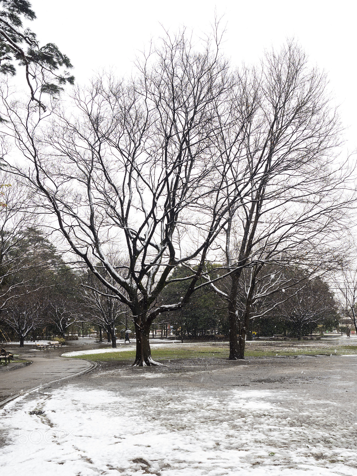 Olympus PEN-F sample photo. Tree photography