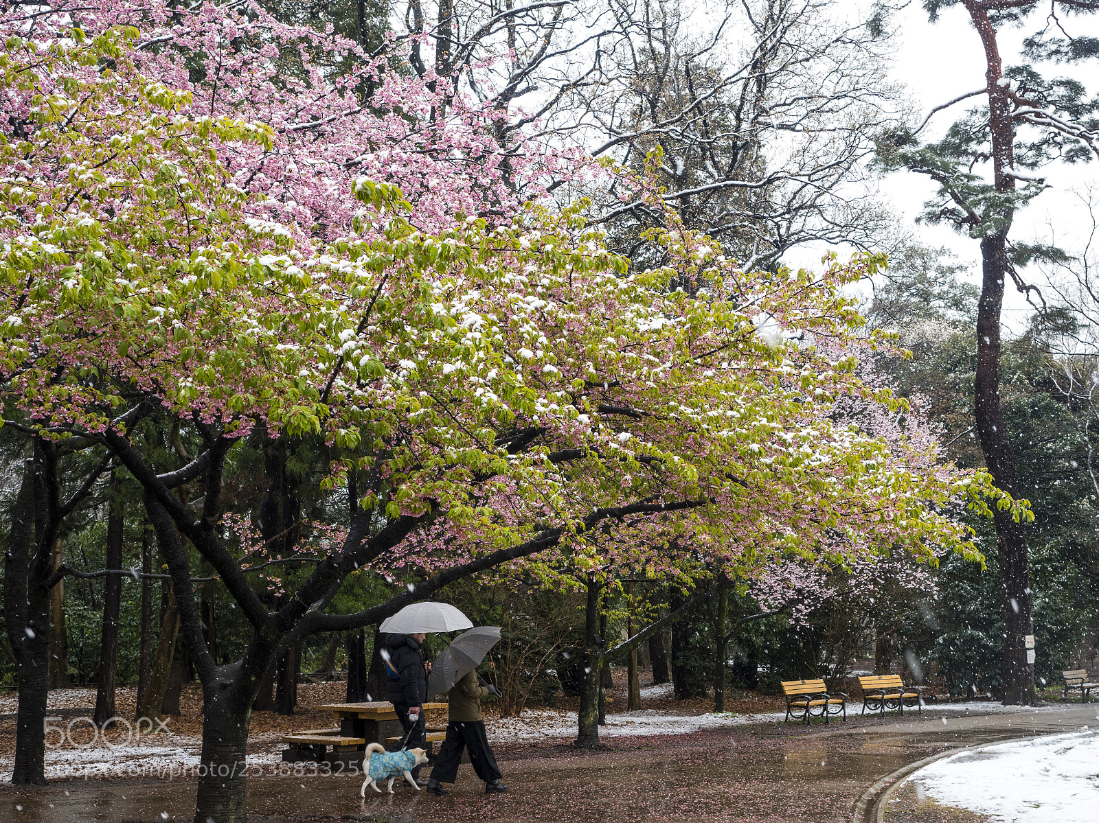 Olympus PEN-F sample photo. Park photography