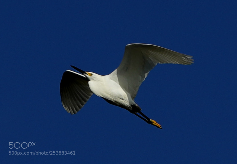 Canon EOS-1D X Mark II sample photo. 04-16-18-0012829.jpg photography