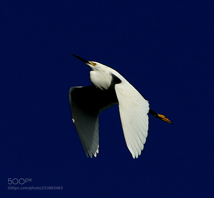 Canon EOS-1D X Mark II sample photo. 04-16-18-0012828.jpg photography