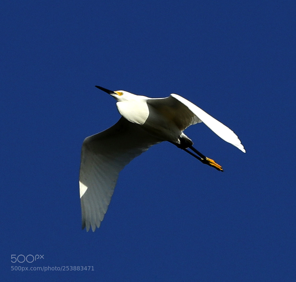 Canon EOS-1D X Mark II sample photo. 04-16-18-0012827.jpg photography