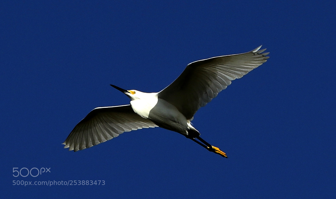 Canon EOS-1D X Mark II sample photo. 04-16-18-0012826.jpg photography