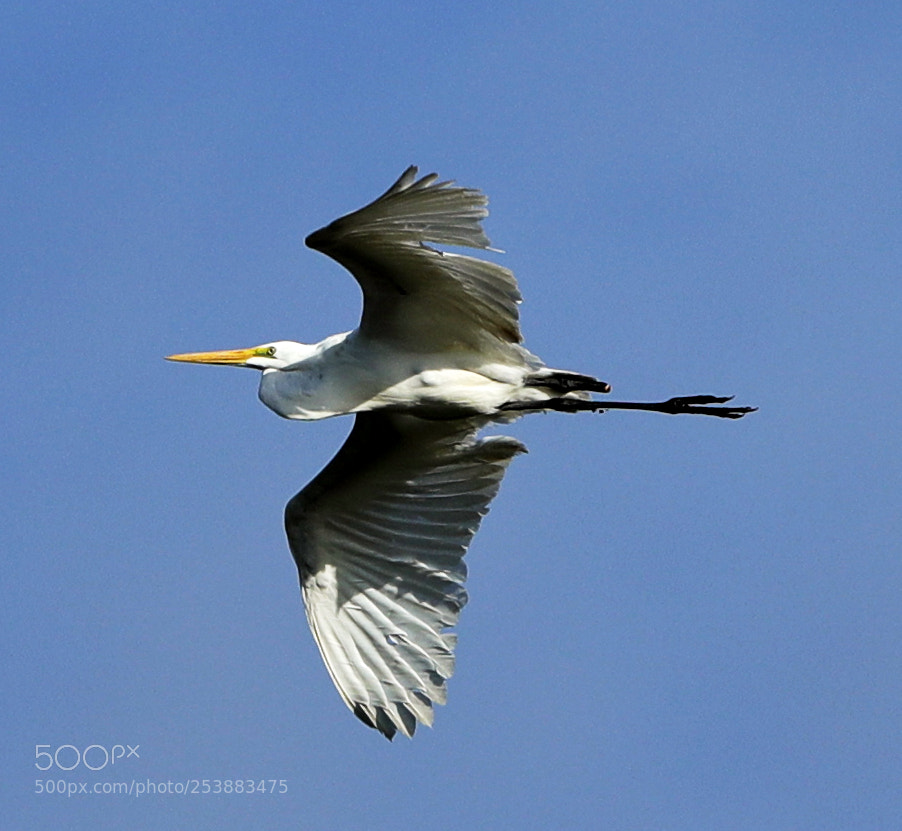 Canon EOS-1D X Mark II sample photo. 04-16-18-0012825.jpg photography