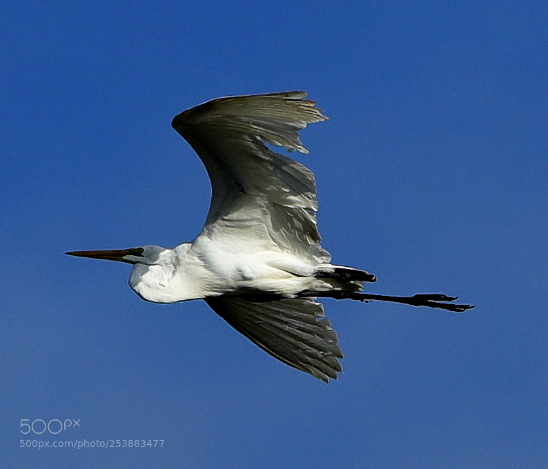 Canon EOS-1D X Mark II sample photo. 04-16-18-0012824.jpg photography
