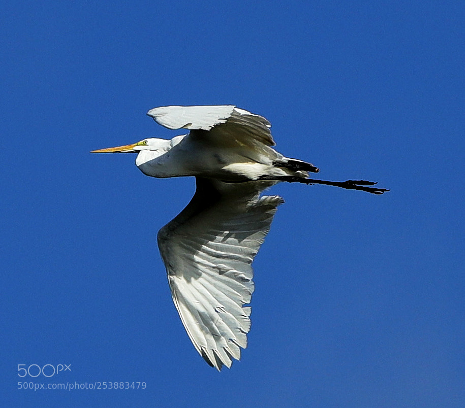 Canon EOS-1D X Mark II sample photo. 04-16-18-0012823.jpg photography