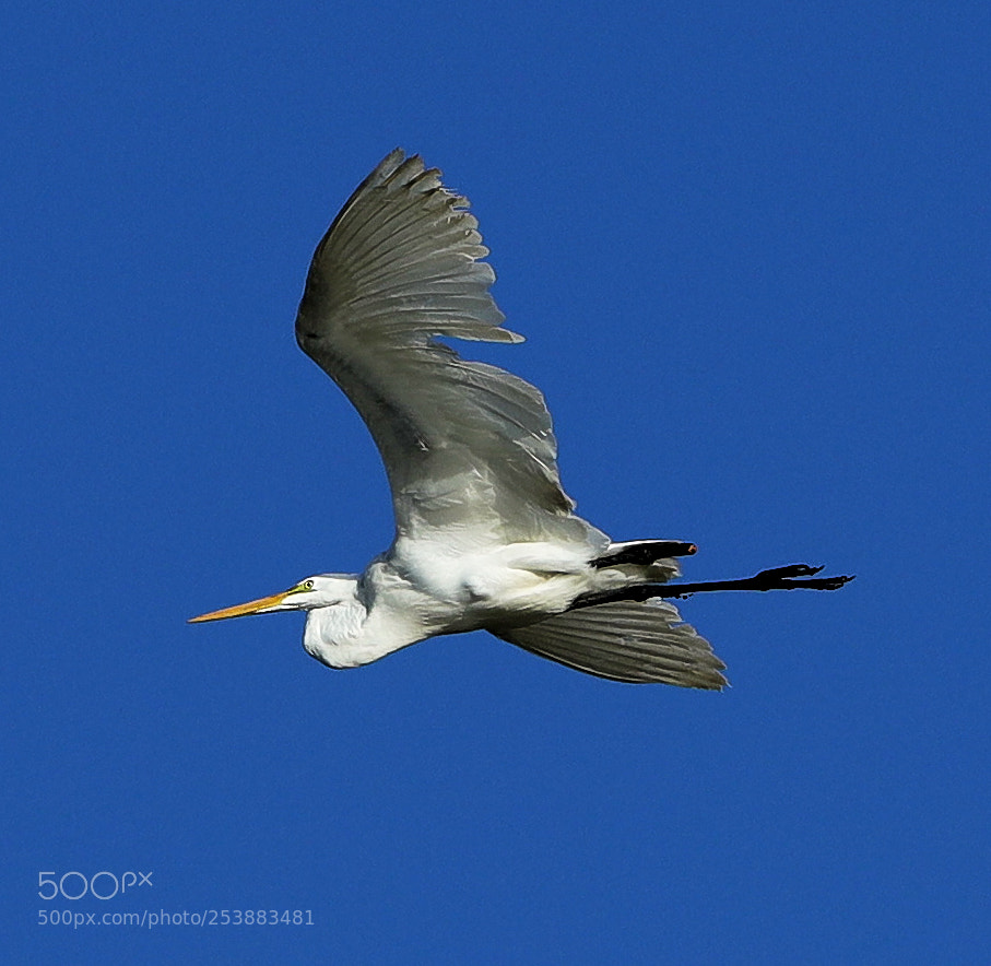 Canon EOS-1D X Mark II sample photo. 04-16-18-0012821.jpg photography