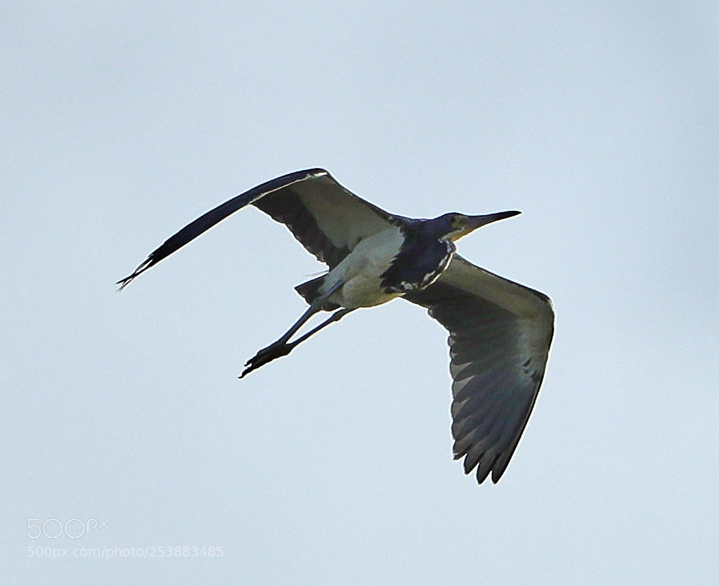Canon EOS-1D X Mark II sample photo. 04-16-18-0012819.jpg photography