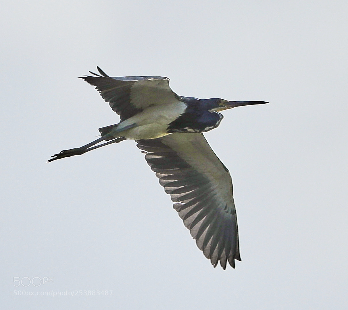 Canon EOS-1D X Mark II sample photo. 04-16-18-0012818.jpg photography