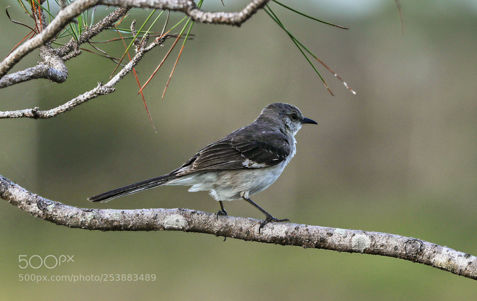 Canon EOS-1D X Mark II sample photo. 04-16-18-0012814.jpg photography