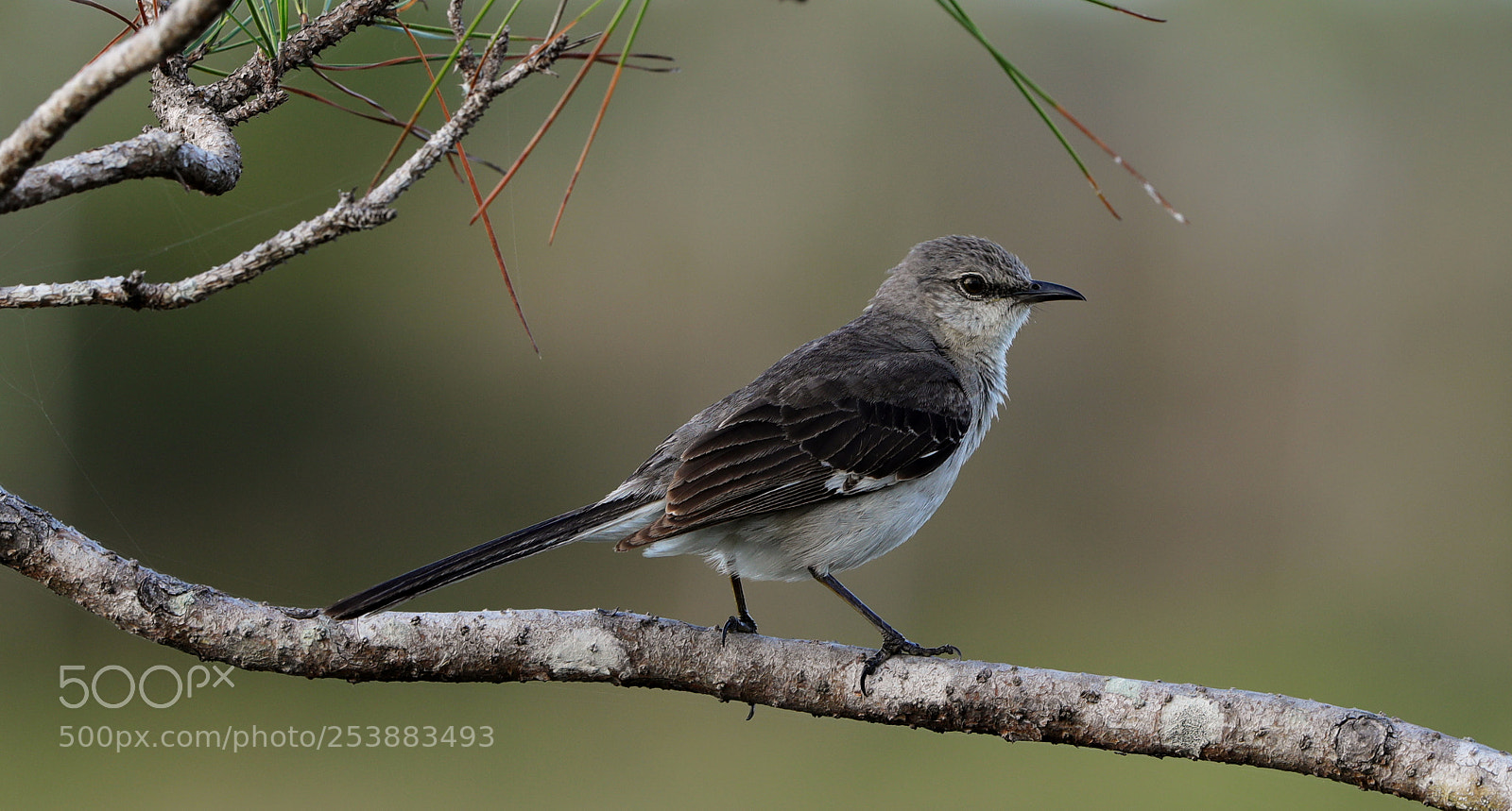 Canon EOS-1D X Mark II sample photo. 04-16-18-0012813.jpg photography