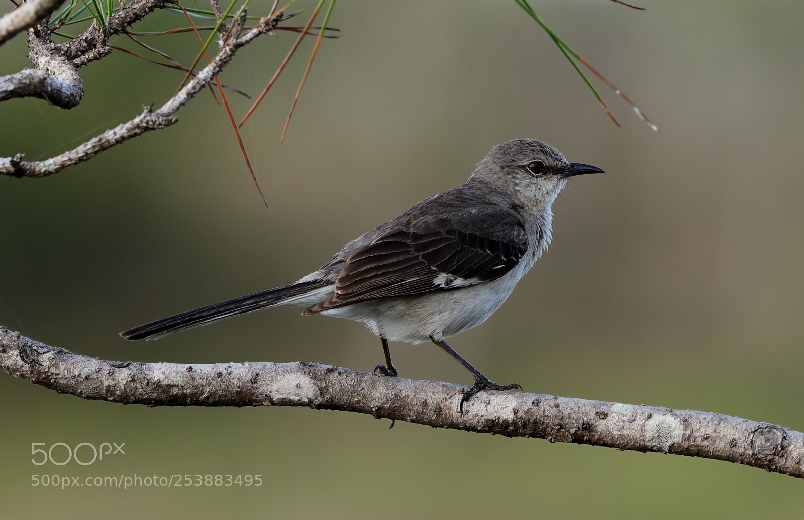 Canon EOS-1D X Mark II sample photo. 04-16-18-0012812.jpg photography