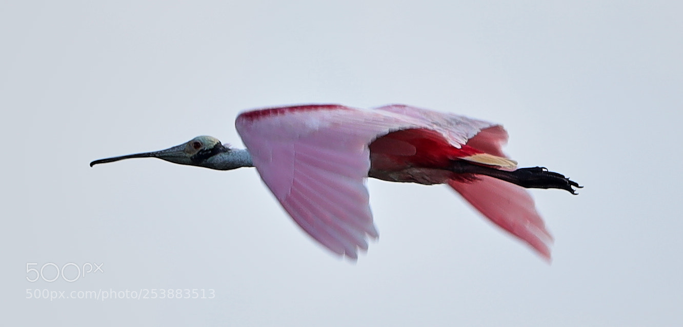 Canon EOS-1D X Mark II sample photo. 04-16-18-0012804.jpg photography