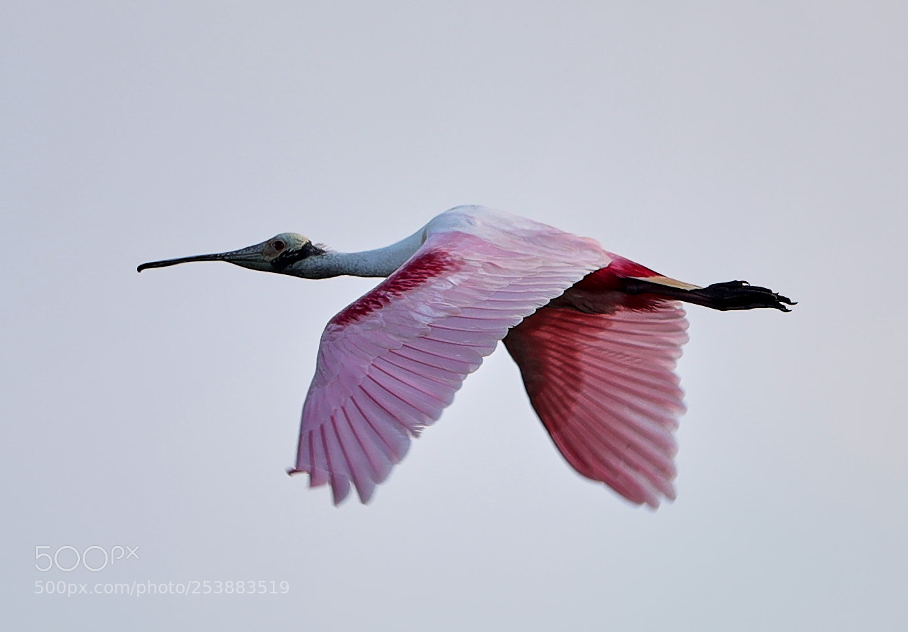Canon EOS-1D X Mark II sample photo. 04-16-18-0012803.jpg photography