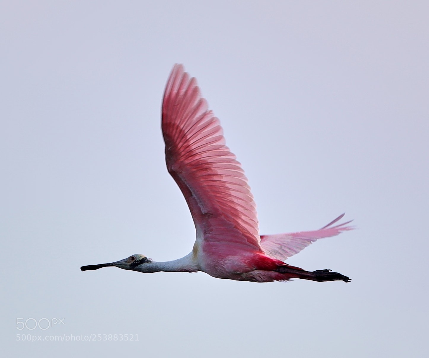 Canon EOS-1D X Mark II sample photo. 04-16-18-0012801.jpg photography